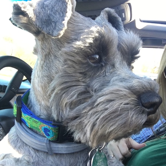 Meet your Posher, Casey - Picture 1 of 1